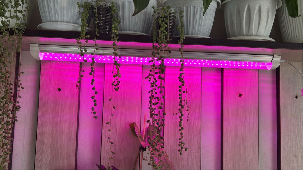 В продажи крестовник роули, детки,срез