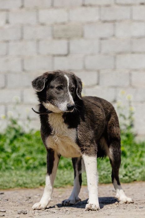 Девочка Ласка ищет дом!