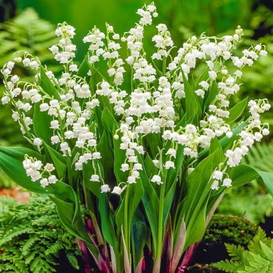 Цветы садовые многолетние