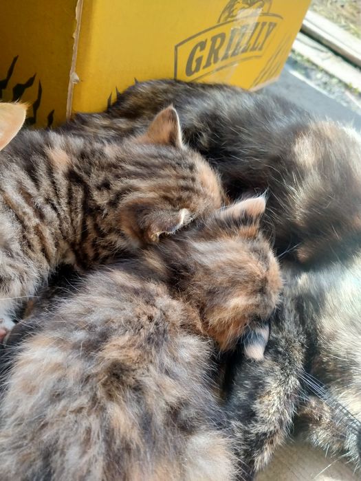 Отдам котят в добрые руки