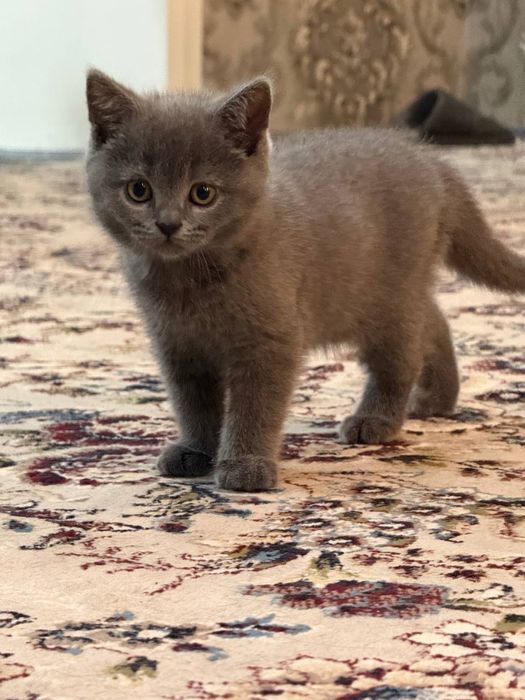 Британские котятя