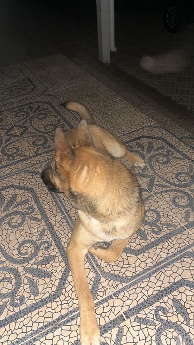 Бельгийская овчарка малинуа