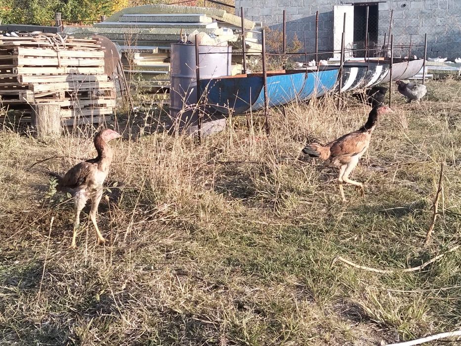Продается Дакан курицы и цыплятами
