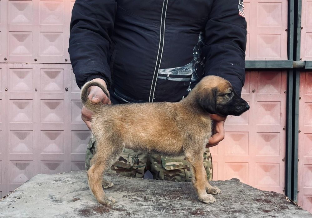 Тазы күшіктер сатылады