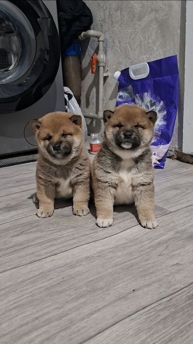 Продам щенков Сиба-ину мальчики )