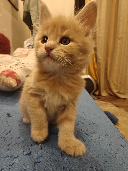 Мейн Кунчики 30 тыс