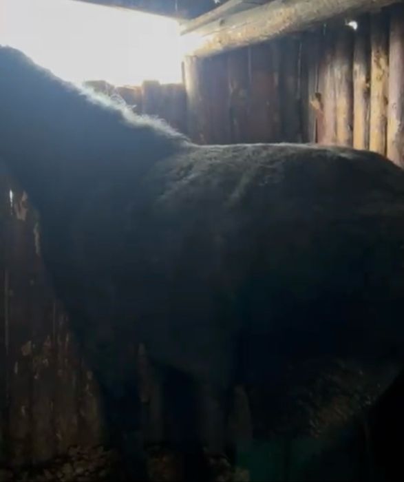 Продам кобылу 5 лет на мясо