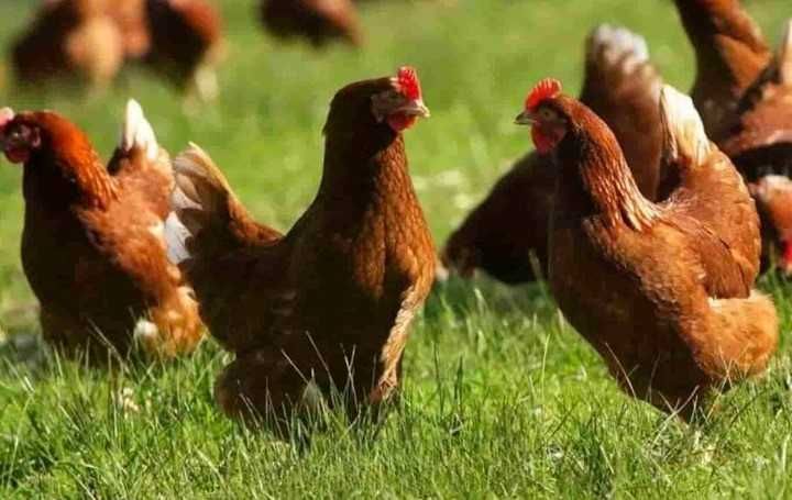 Куры несушки Ломан Браун