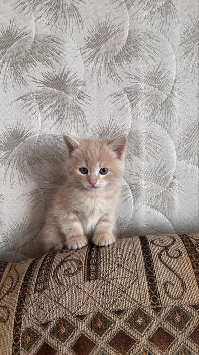 Котенок мальчик,2 месяца