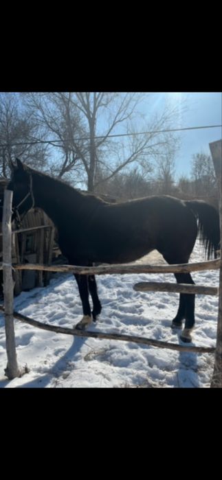 Таза қан бие сатылымда