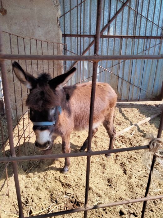 Ешек арба сатылады