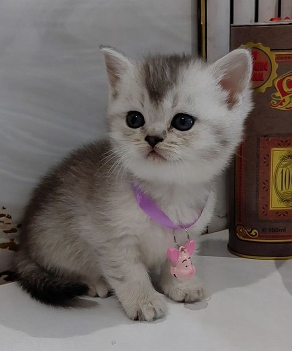 Серебристые шиншиллы