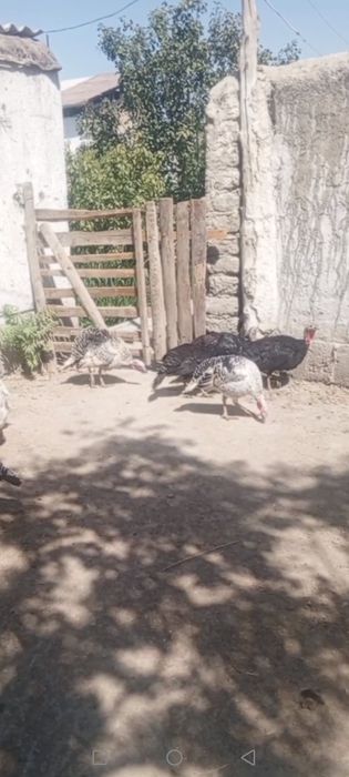 Kurka tovuqlari sotiladi