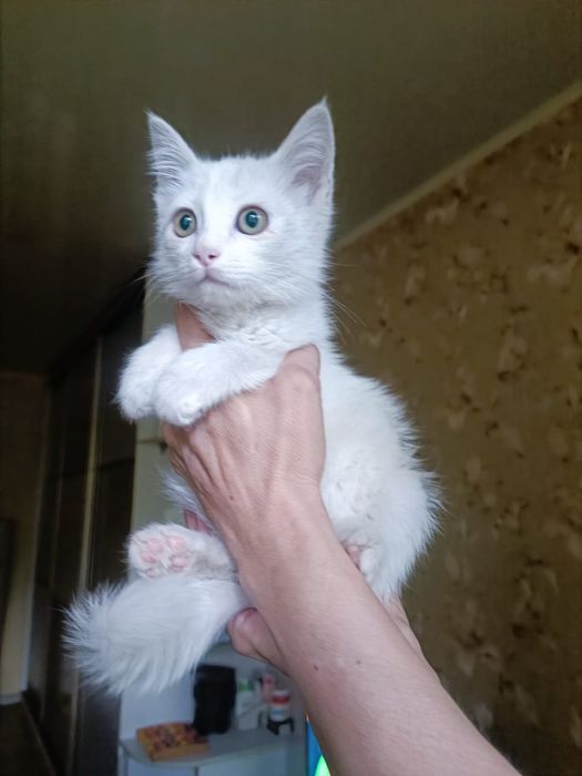 Мальчик и девочка ищут доброго человека!