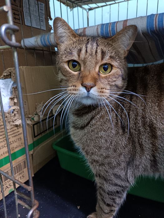 Отдам в добрые руки