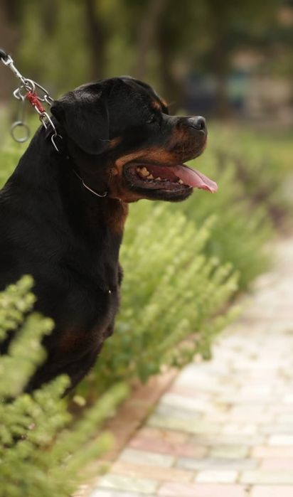 Ротвейлер вязка, Интернациональный Чемпион!