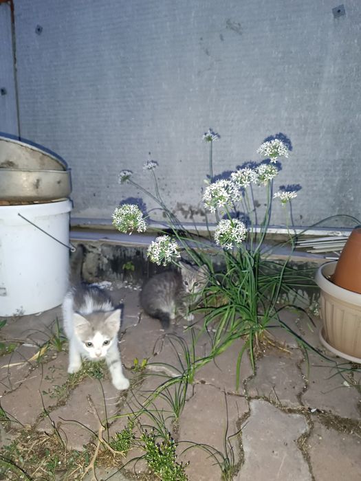 Отдам котят в добрые руки
