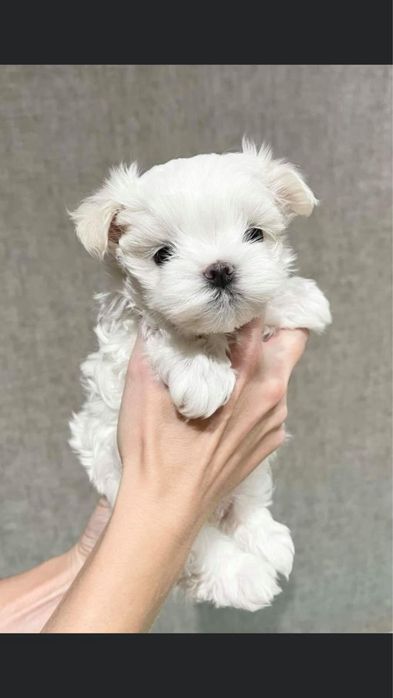 Bicon maltese talie mica