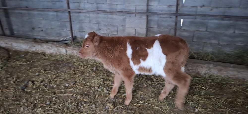 Продаётся телёнок