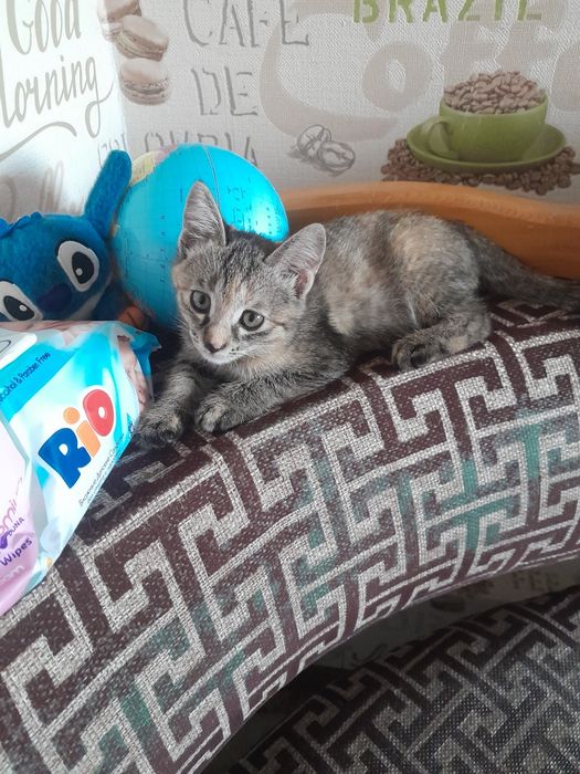 Только в добрые руки! Домашний котёнок (девочка)!