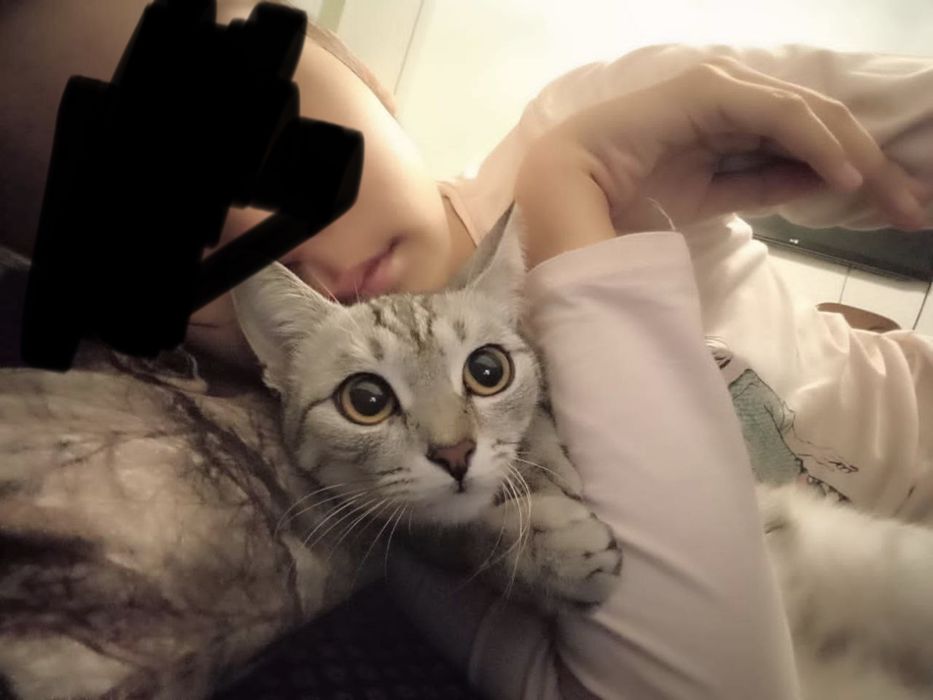 кошка даром со всеми пренадлежностями