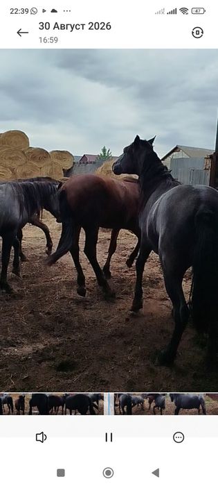 Продам лошадей с откорма 9 голов.