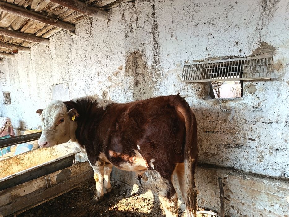 Бука сотилади хали тиш бузмаган