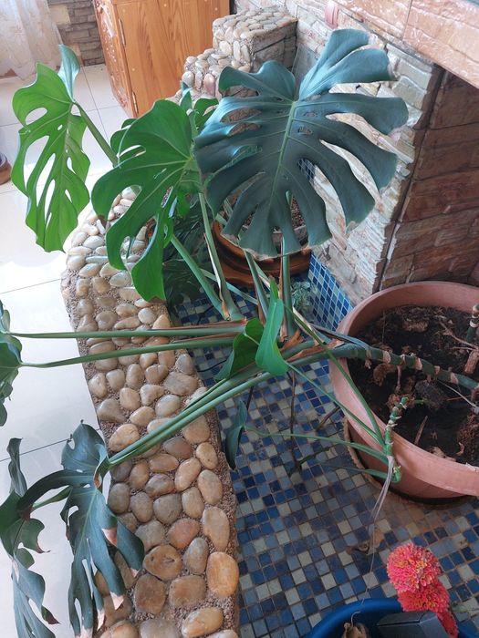 Цветы  комнатные ,  каланхое