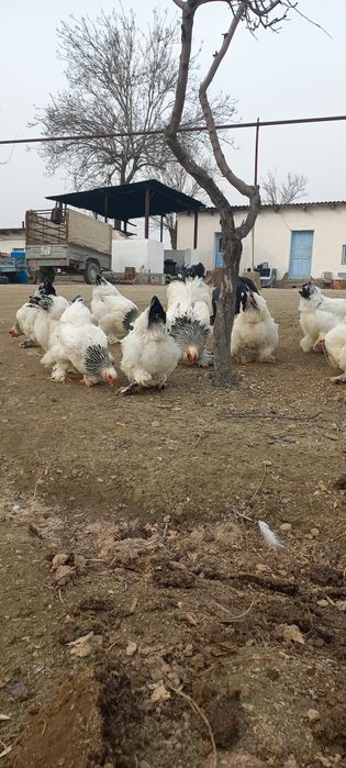 Светлый брама тухумлари