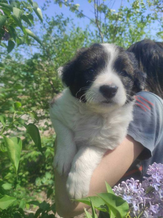 Преданная красавица ищет дом