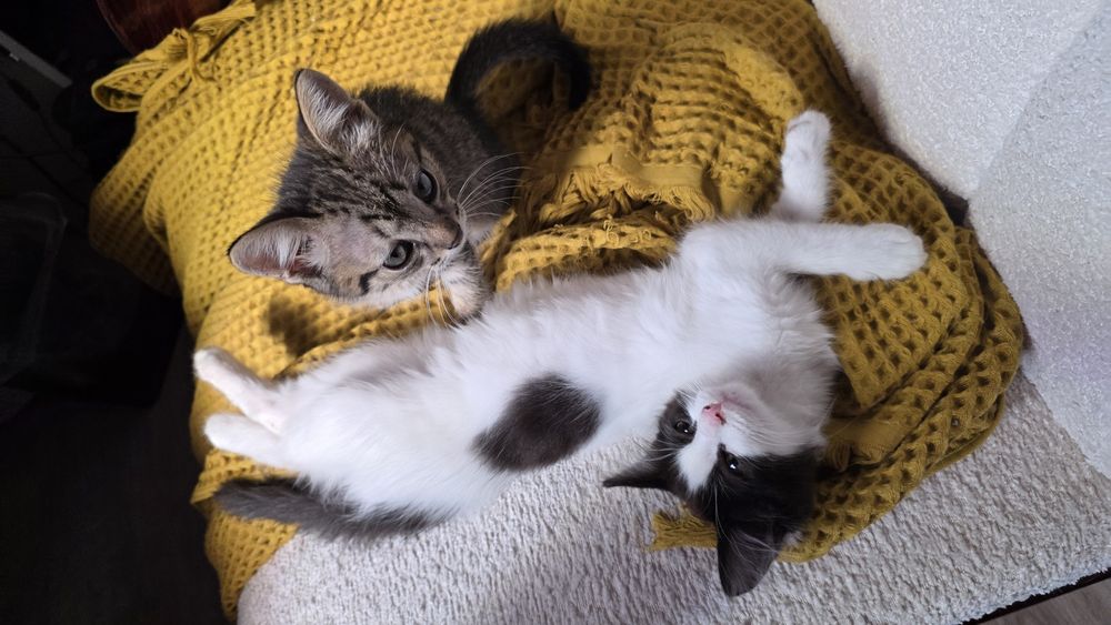 Отдам котёнка в ДОБРЫЕ руки
