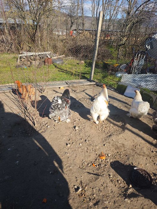 Петли Кохинхин 10 броя