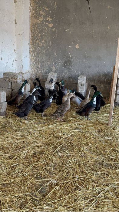 Бегунок урдак утки oʻrdak ўрдак сотилади