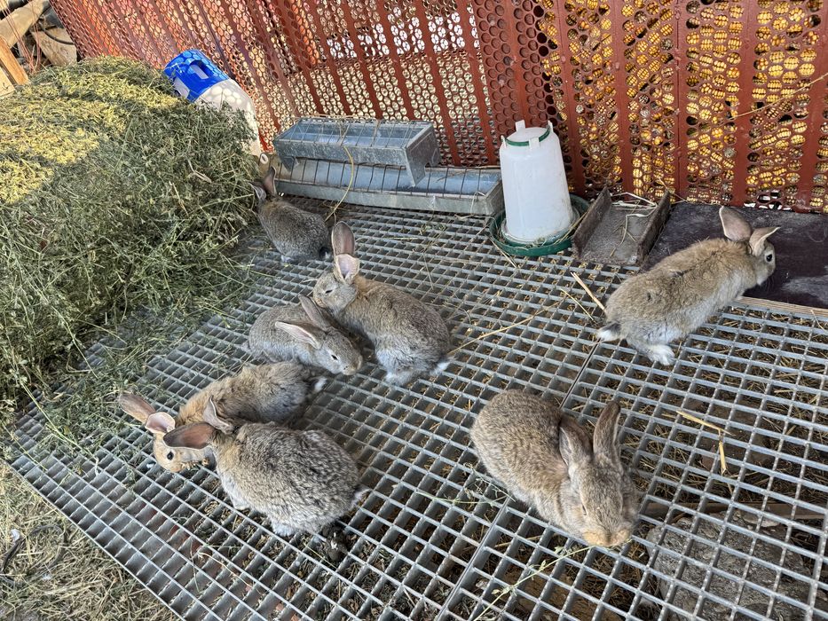 Vand iepurasi urias german