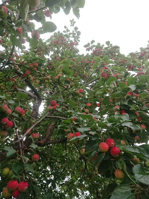 Дача в городе с баней и теплицей, 7 линия