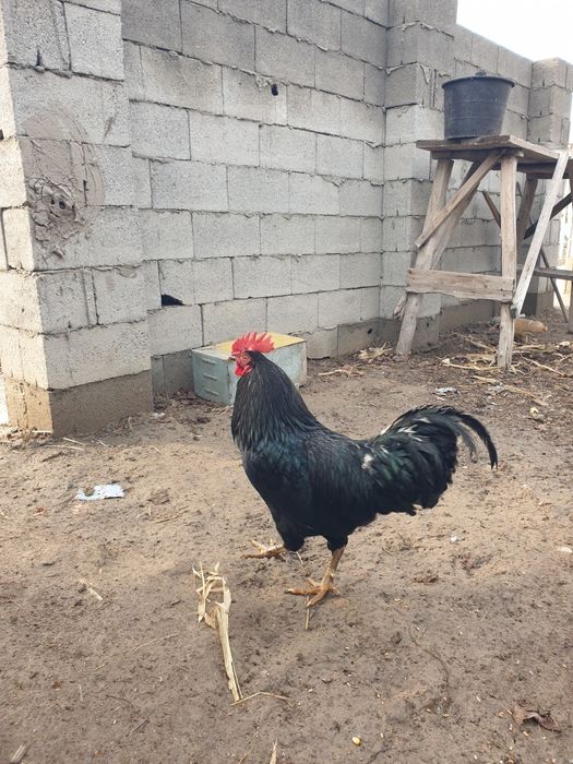 Домашний Хороз сотилади