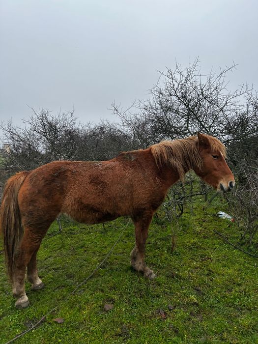 Продавам Кон за 1800лв