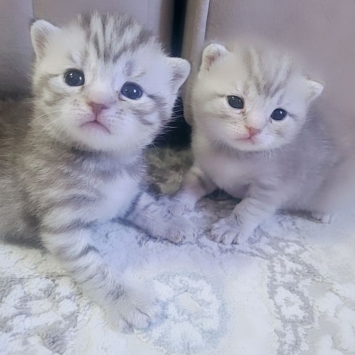 продам шотландский котят