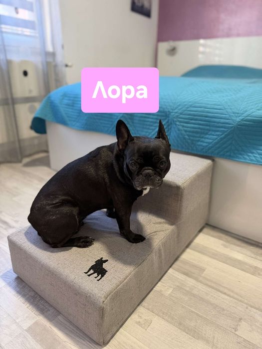 Стъпала за френчита ,корги английски булдоци и всички породи късокраки кучета .