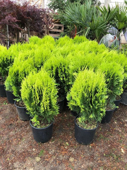 Ienupar tarator, tuia globosa, thuja smaragd,  columnaris, cedru, pin