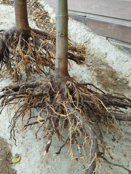 Пауловния фиданки