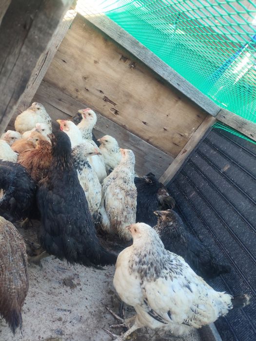 Продам цыплят от домашних кур!