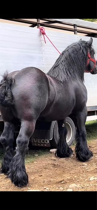 Armasar pentru monta