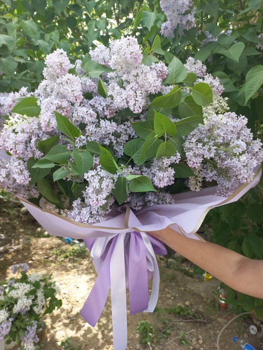 Цветы сирени .букет свежих сиреней