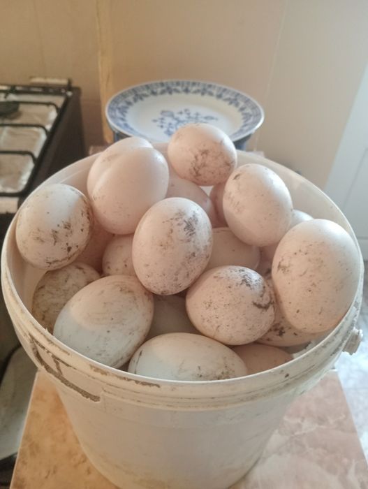 Vând ouă de rață de casa