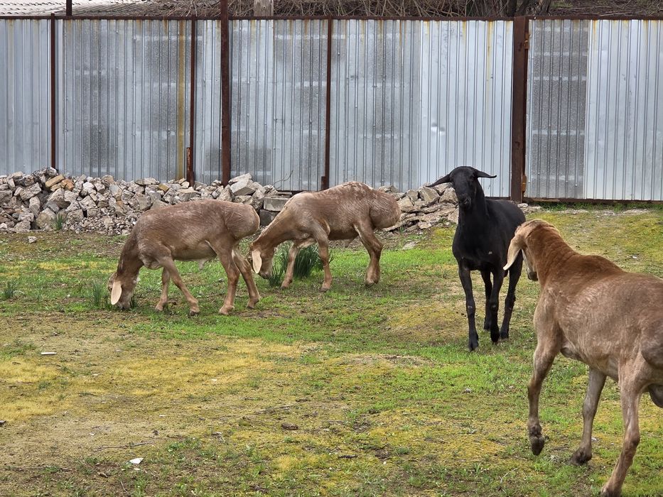 Арашан Сарыагаш Капланбек