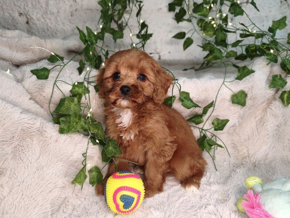 Vand baietel Cavapoo f1 rosu