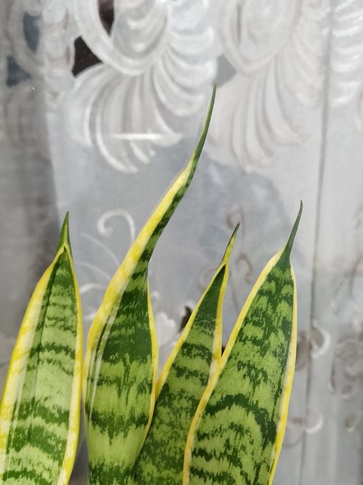 Сансиеверия Лауренти (Голд)