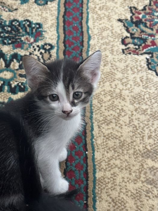 Отдам котят бесплатно