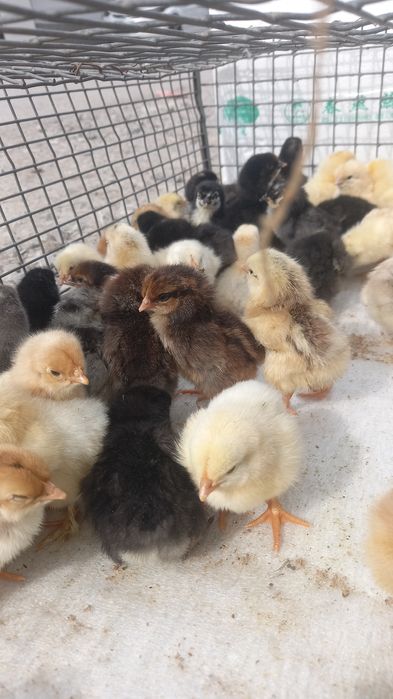 Балапандар сатылады